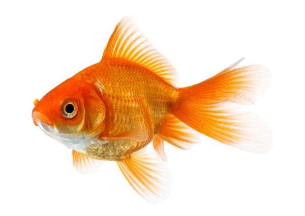 JAMGraphics-Goldfish